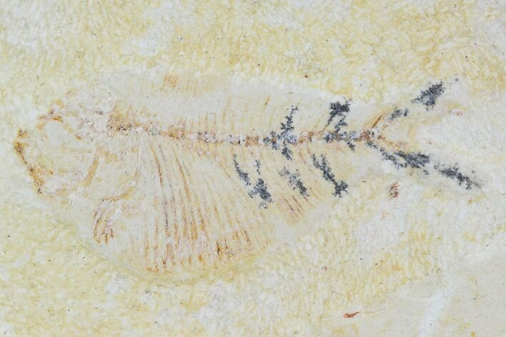 Cretaceous Fossil Fish - Morocco #104392